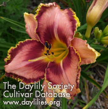 Daylily Ron Wilson's Online Garden Party